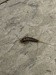 Ctenolepisma lineatum