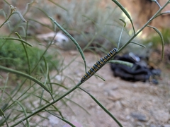 Pontia sisymbrii