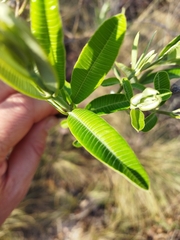 Ozoroa paniculosa