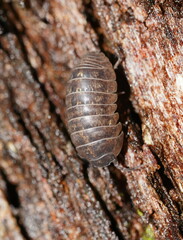 Armadillidium vulgare