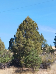 Juniperus occidentalis