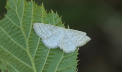 Idaea pallidata