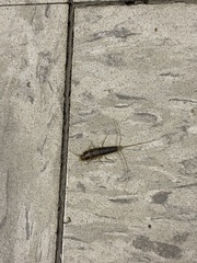 Ctenolepisma lineatum