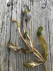 Potamogeton illinoensis
