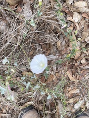 Calystegia macrostegia