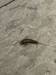 Ctenolepisma lineatum