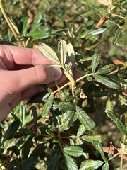 Polylepis besseri