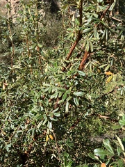 Polylepis besseri