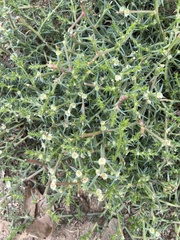 Salsola