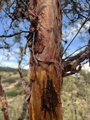 Polylepis besseri