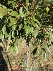 Ulmus parvifolia