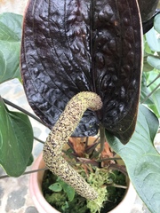 Anthurium caramantae