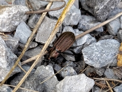 Carabus