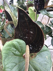 Anthurium caramantae