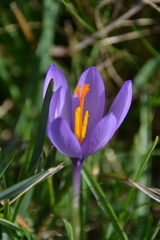 Crocus nudiflorus