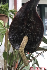 Anthurium caramantae