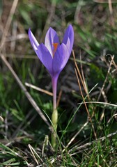 Crocus nudiflorus