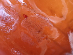 Membranipora membranacea