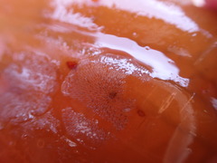 Membranipora membranacea