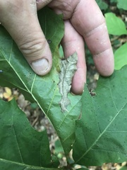 Coptotriche castaneaeella