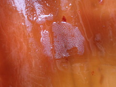 Membranipora membranacea