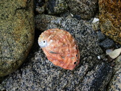 Haliotis kamtschatkana