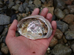 Haliotis kamtschatkana