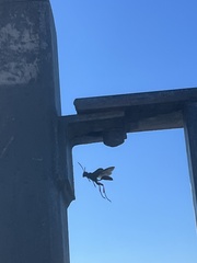 Sceliphron caementarium