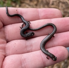 Batrachoseps gavilanensis