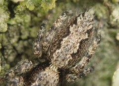 Platycryptus californicus