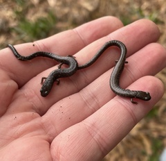 Batrachoseps gavilanensis