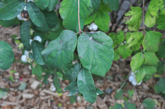 Erysiphe symphoricarpi