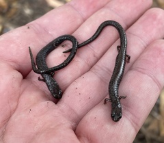 Batrachoseps gavilanensis