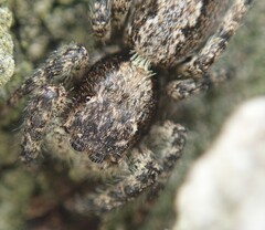 Platycryptus californicus