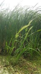 Zizania aquatica
