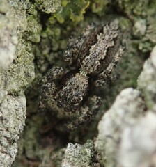 Platycryptus californicus