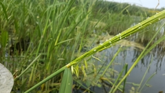 Zizania aquatica