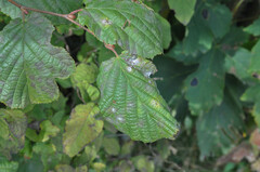 Erysiphe corylacearum