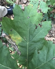 Coptotriche castaneaeella