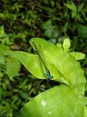 Anisagrion