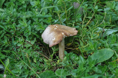 Calocybe carnea