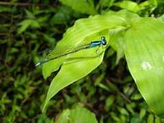 Anisagrion