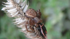 Xysticus emertoni