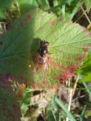 Eristalinae