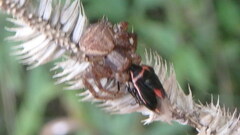 Xysticus emertoni