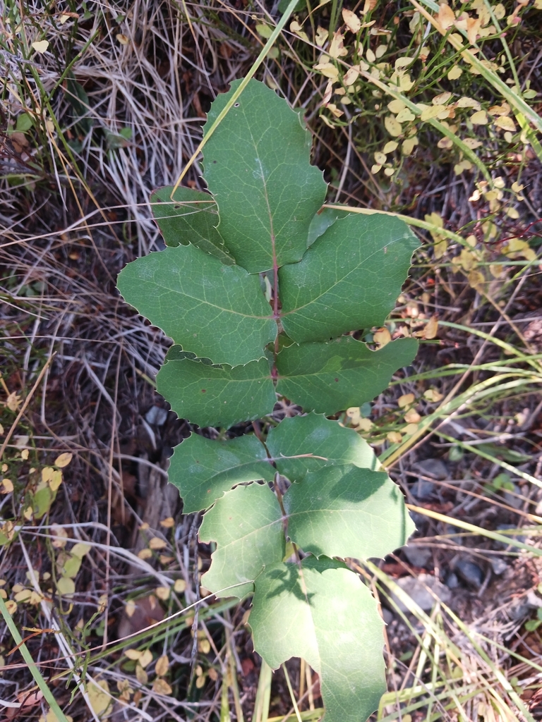 creeping mahonia from Grant County, US-OR, US on October 07, 2022 at 12 ...