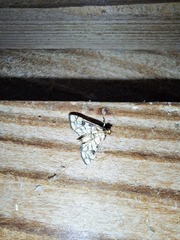 Hileithia magualis