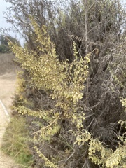 Artemisia californica