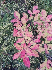 Vaccinium membranaceum