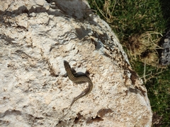 Podarcis muralis